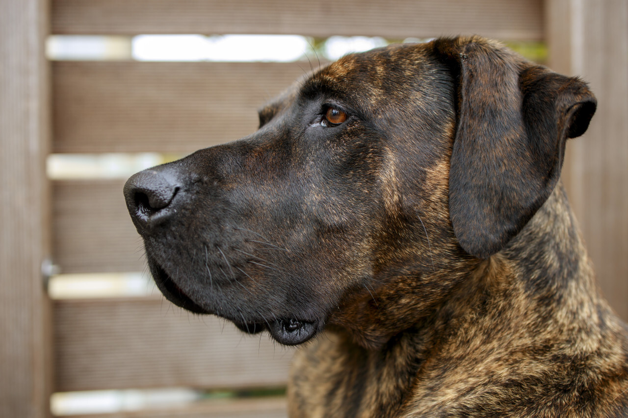 German mastiff Portrait