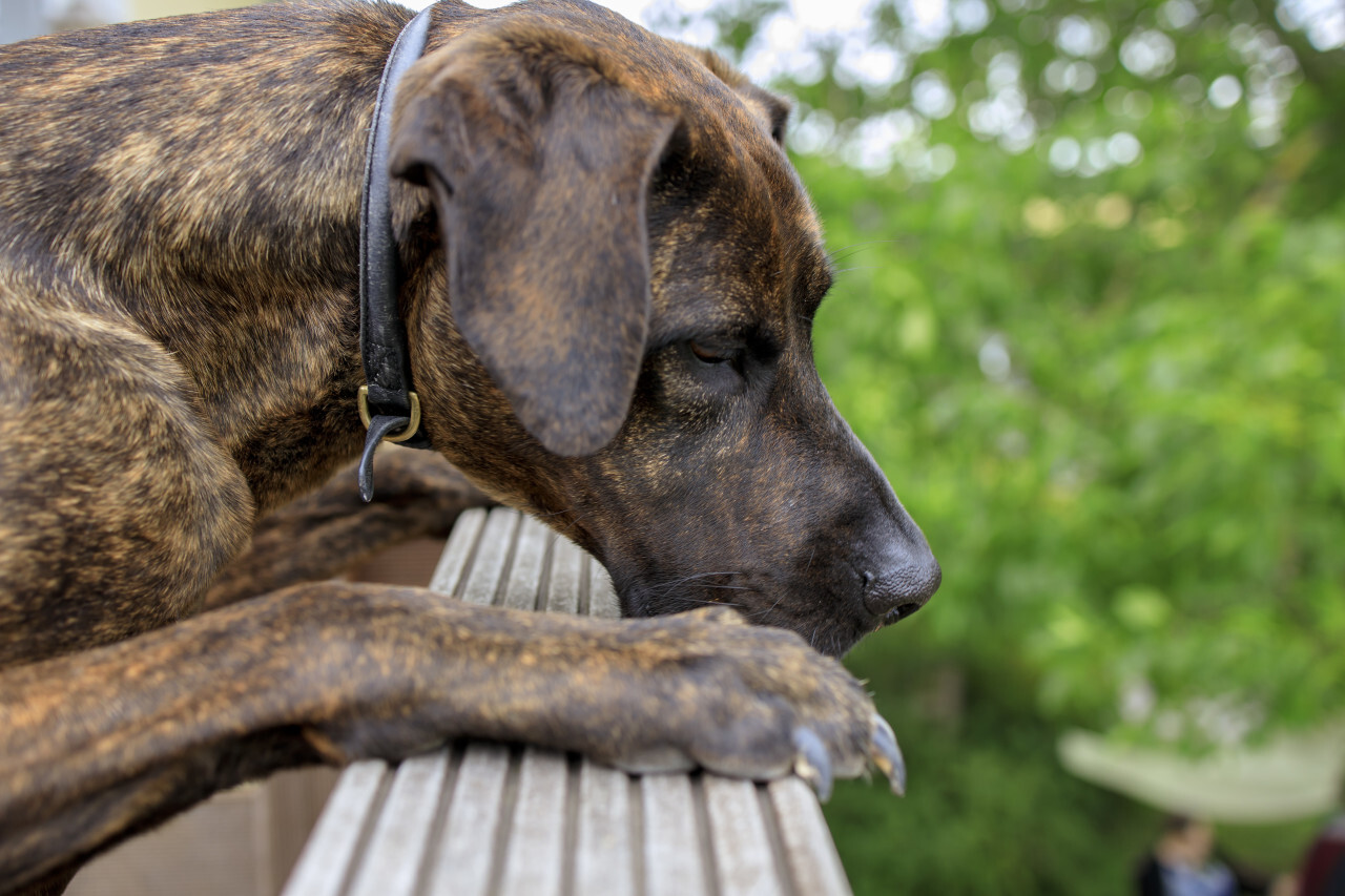 German mastiff Portrait