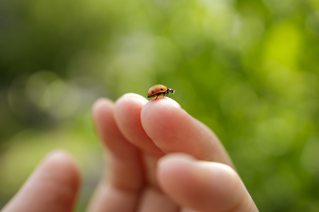 Ladybug on finger close up