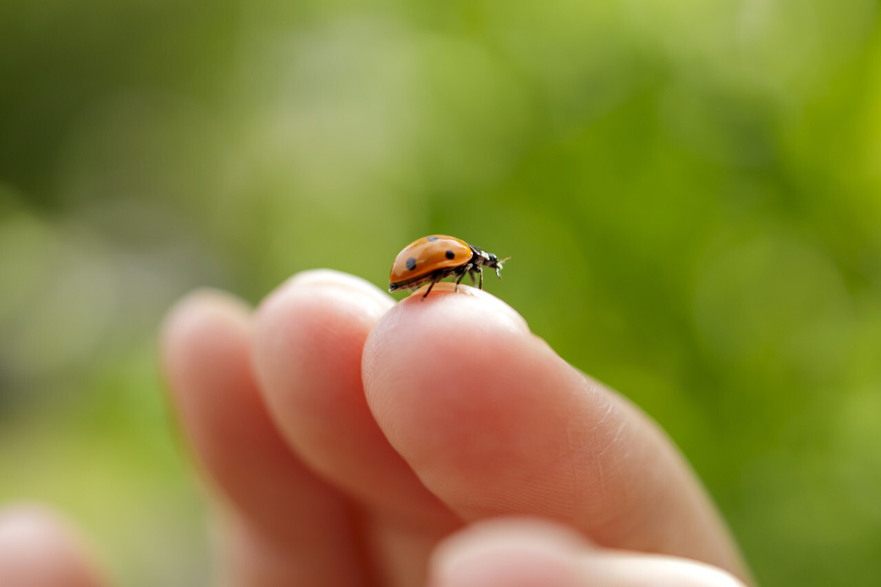 Ladybug on finger close up