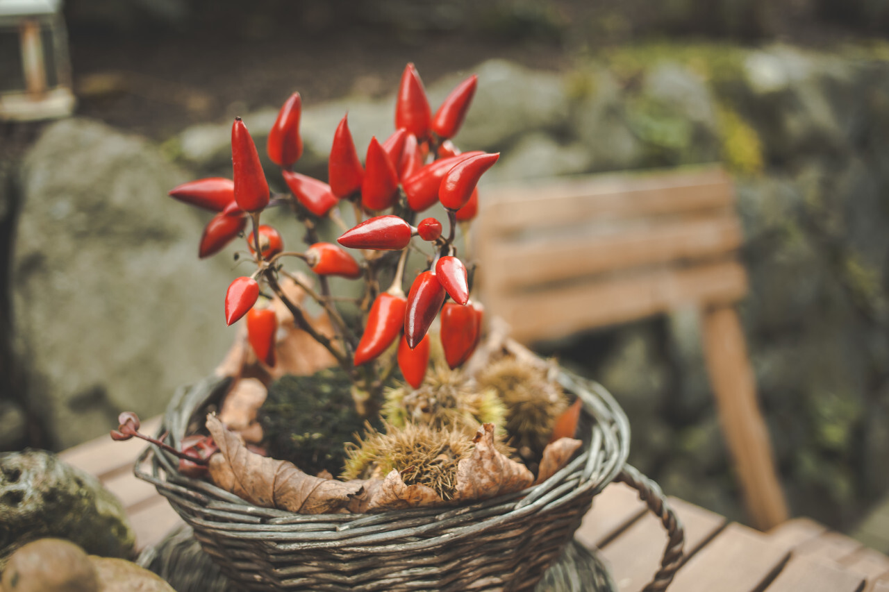 Chilly plant in a pot in the garden in autumn