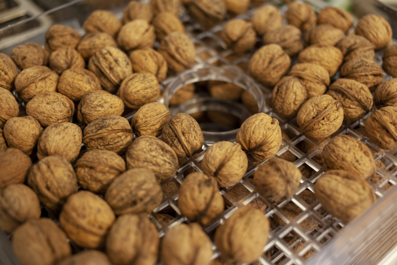 freshly collected walnuts are dried in a dehydrator