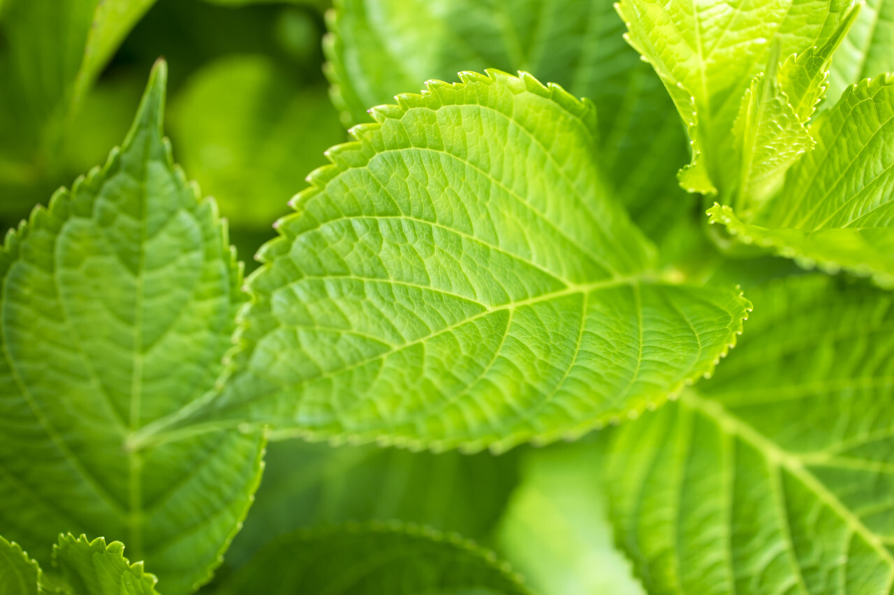 Mint leaves background