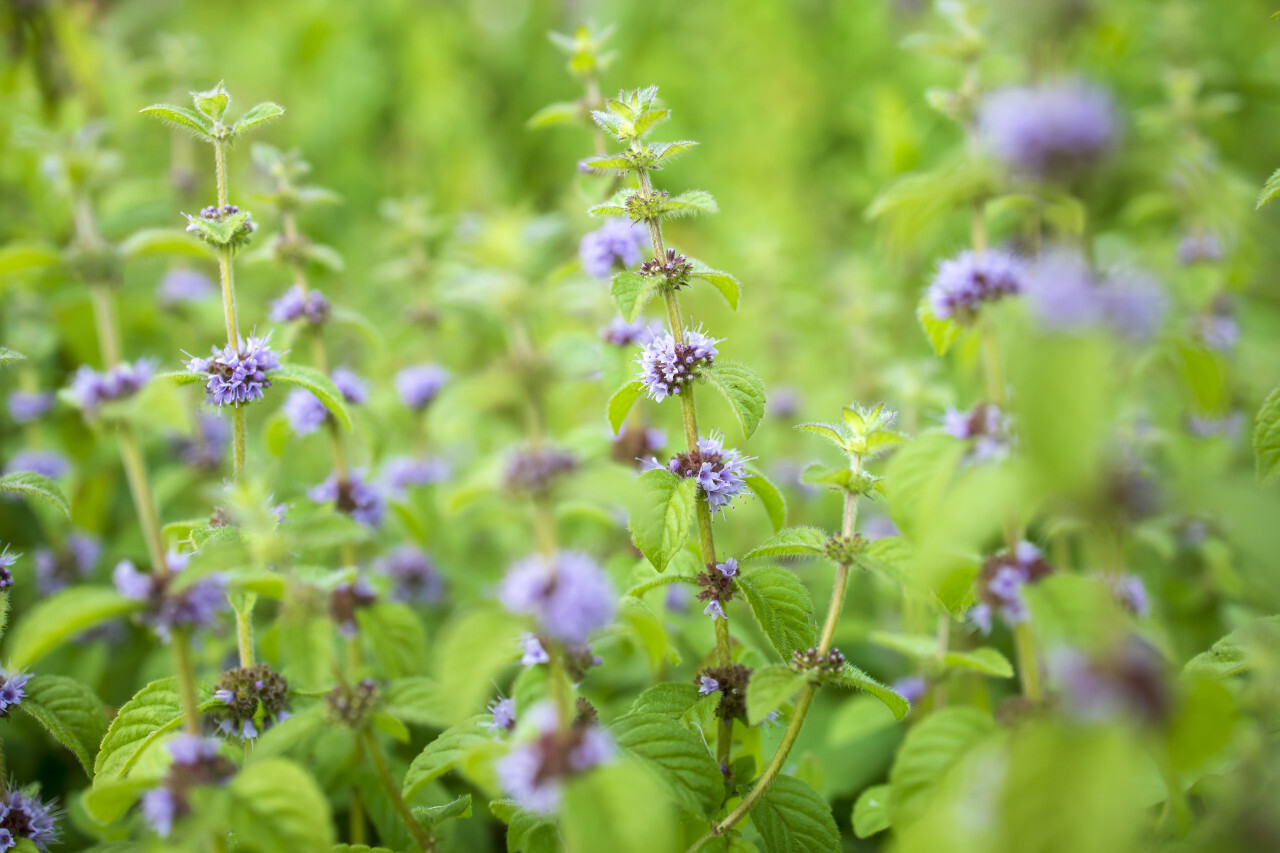 Flowering mint plant in July