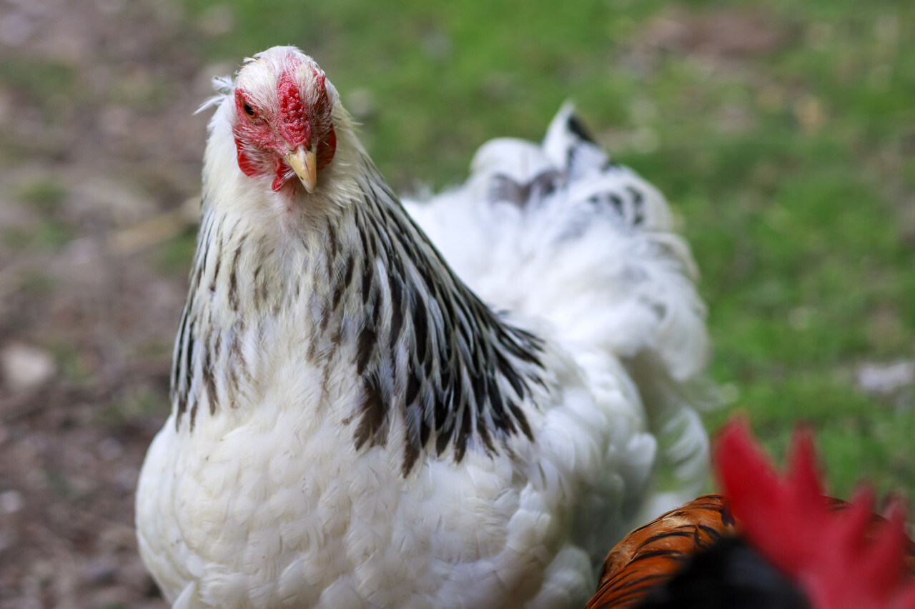 Hen portrait at free range farm