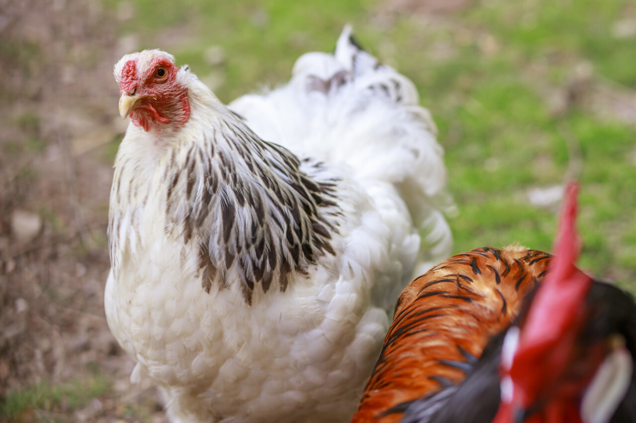 Hen portrait at free range farm