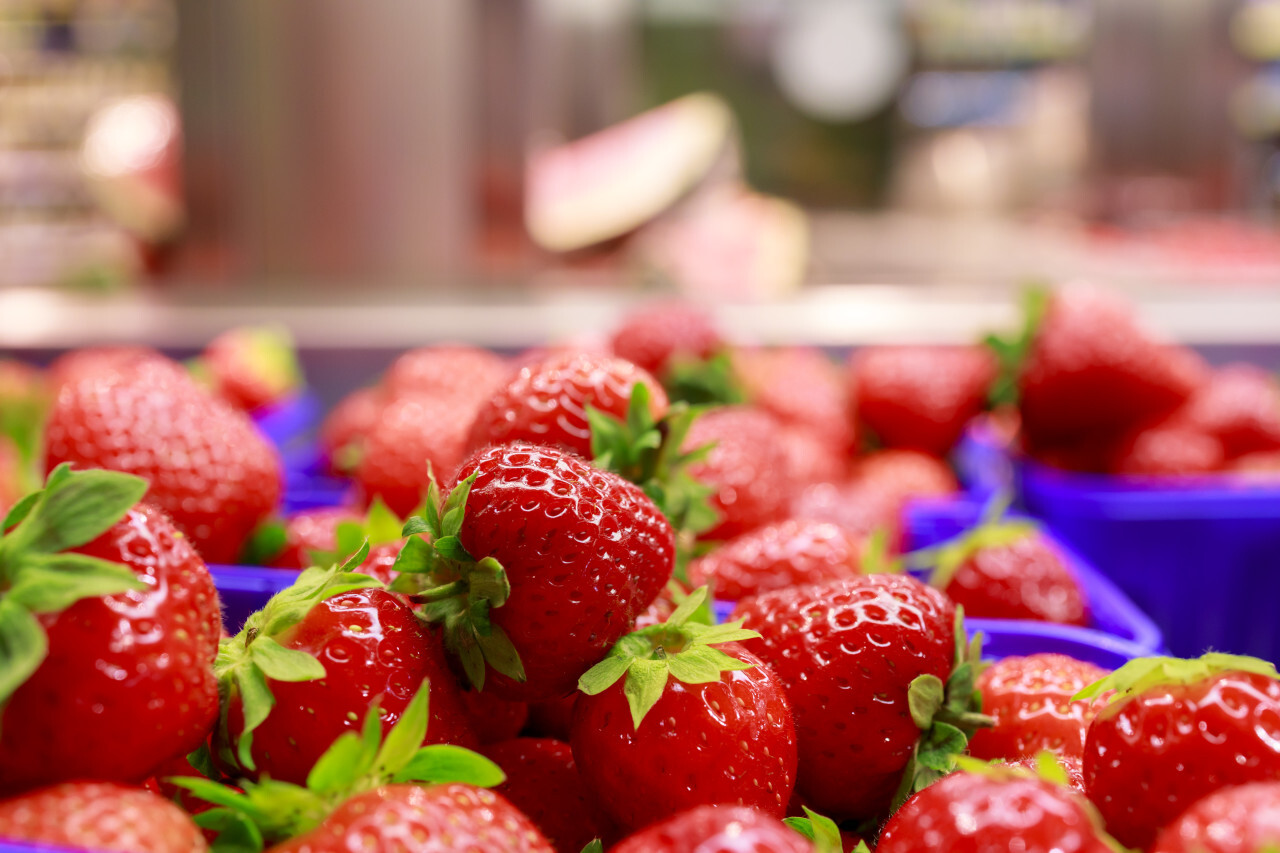 Strawberries displayed in square light blue plastic baskets