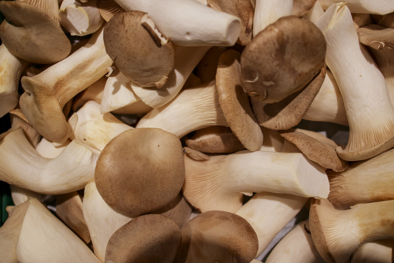 King oyster mushrooms on a market