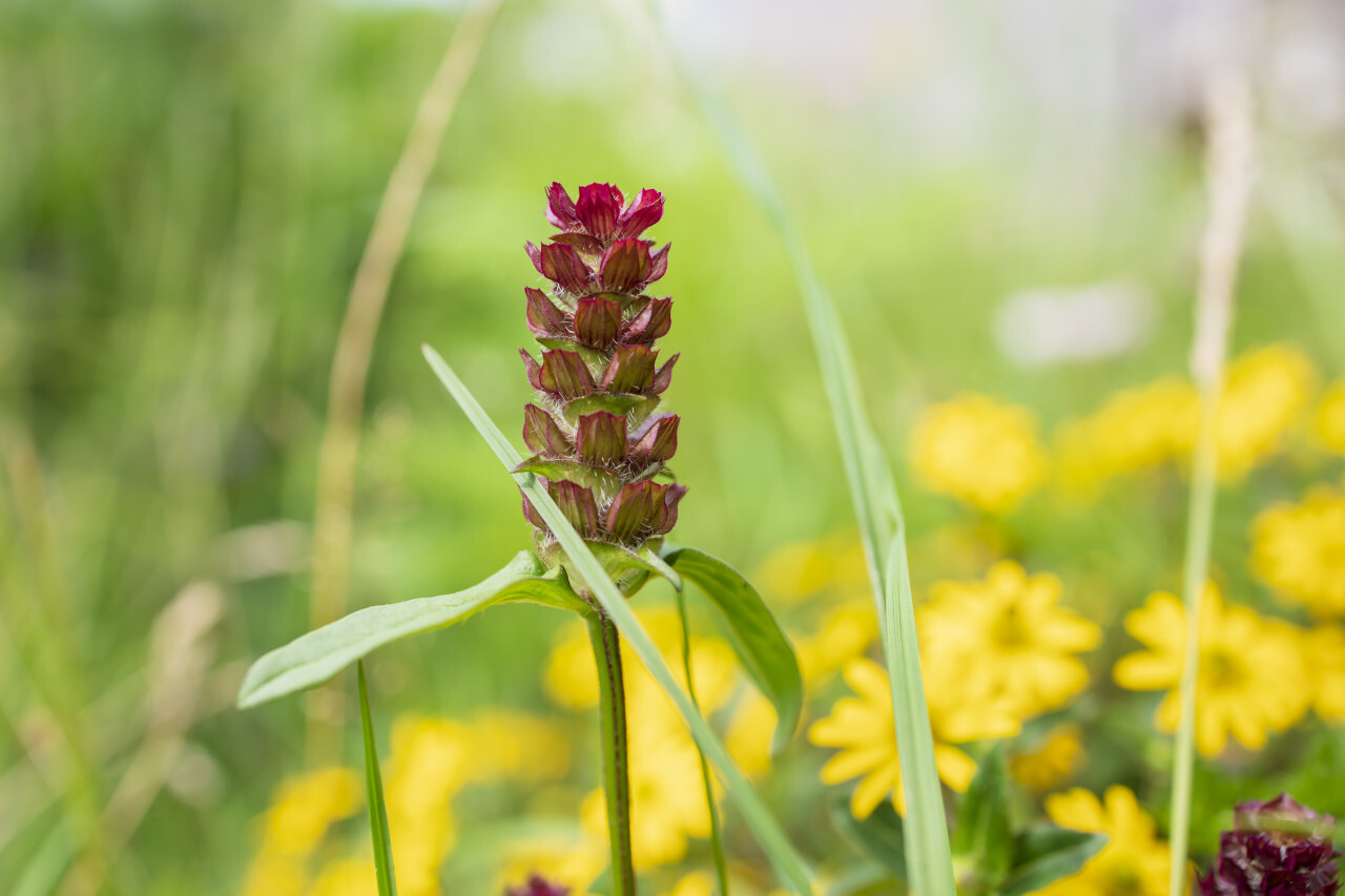 Prunella vulgaris  or common self-heal, heal-all, woundwort, heart-of-the-earth, carpenter's herb, brownwort and blue curls