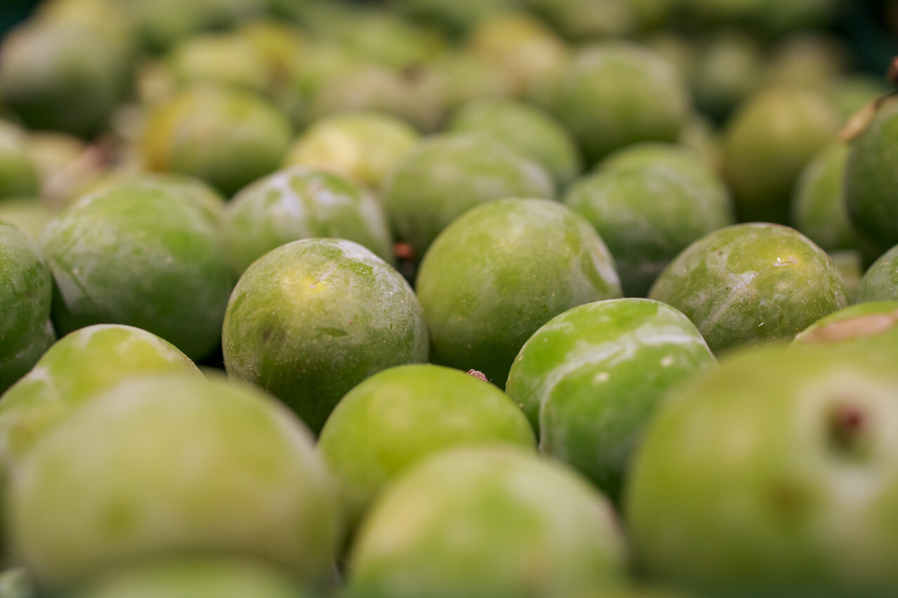 Close-up view of green plums