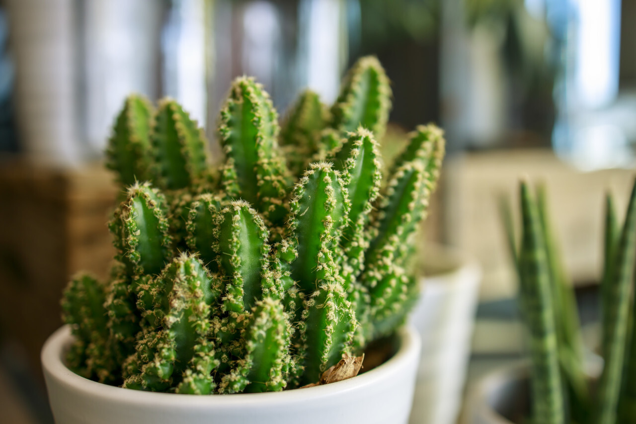 Green Cactus as a houseplant