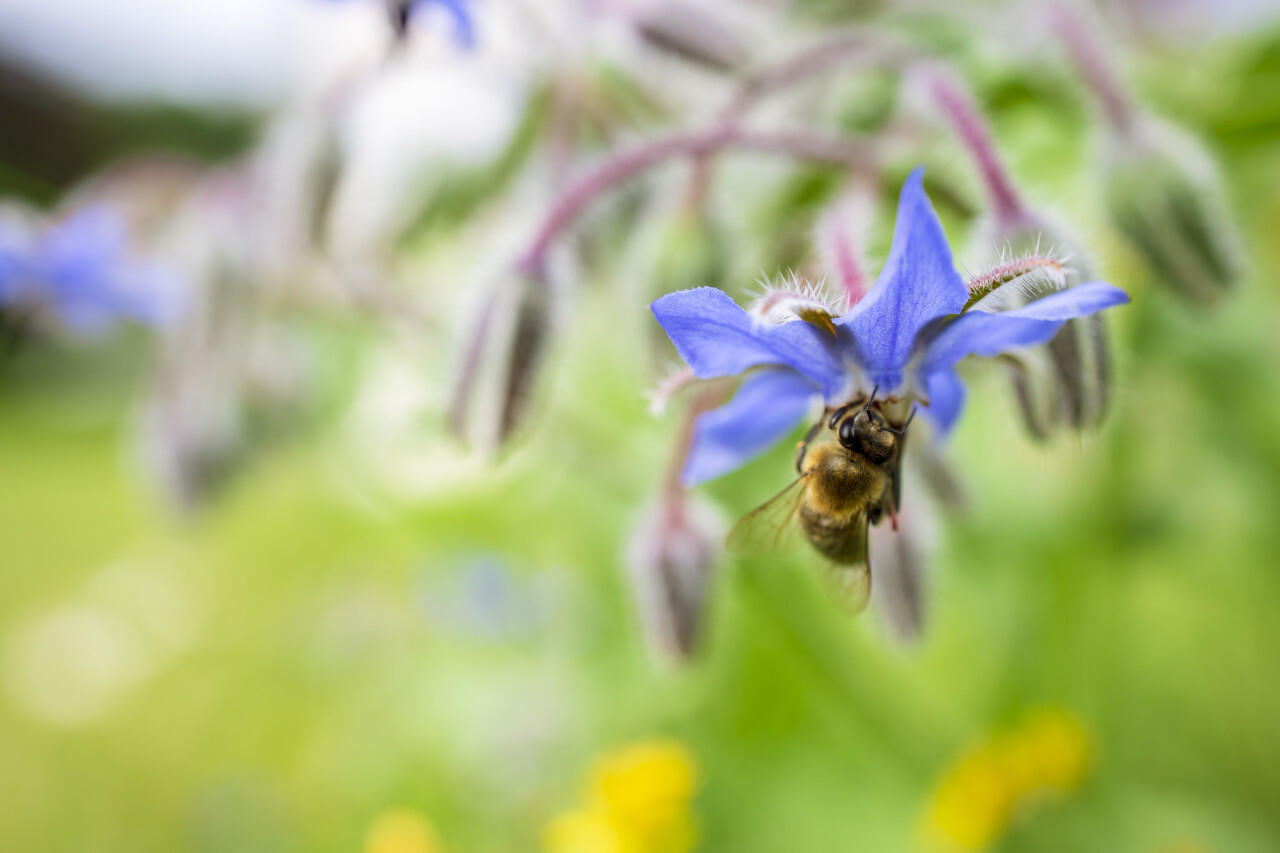 Honey Bee on a Borage flower close up