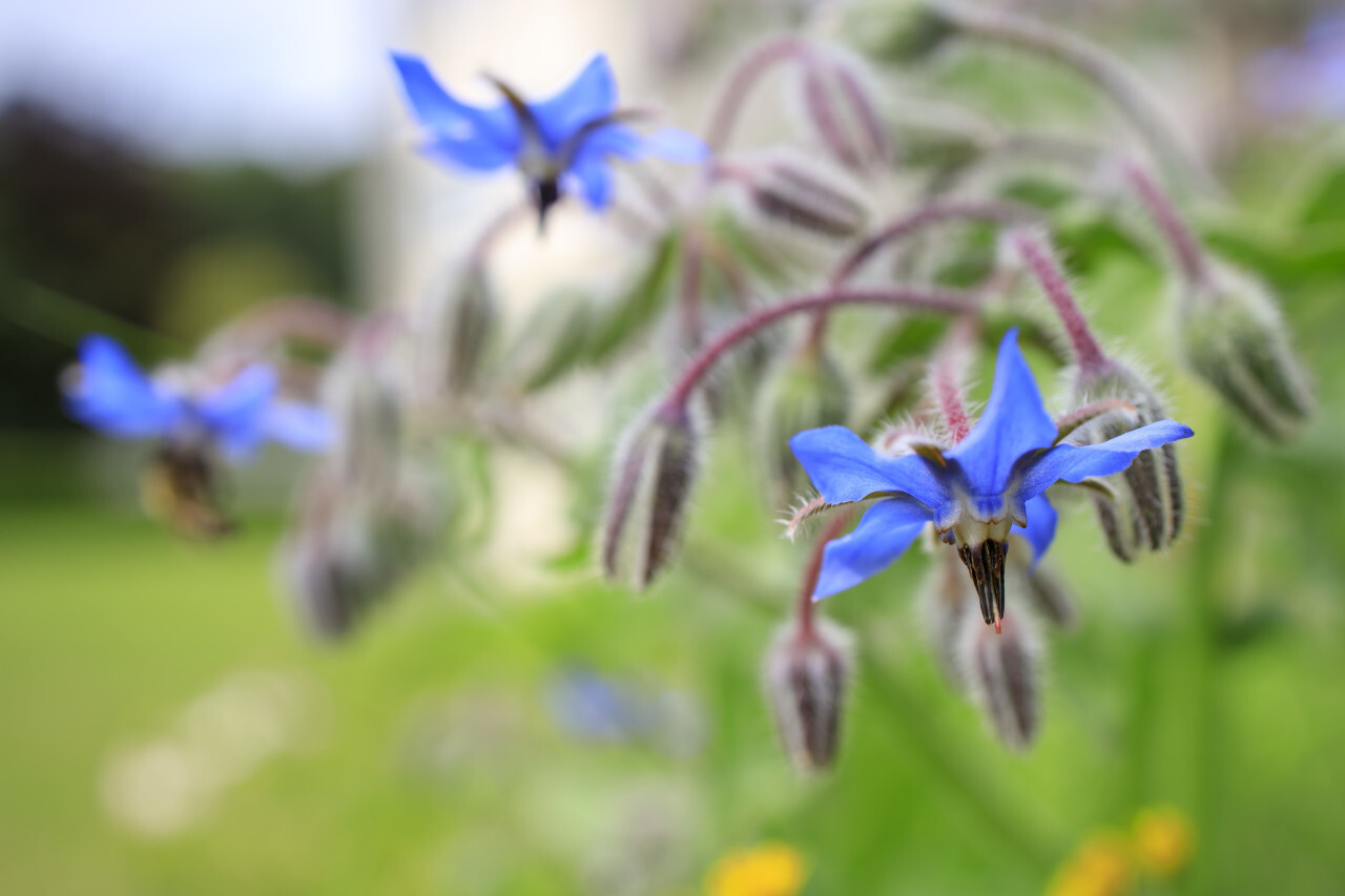 Borage flowers close up