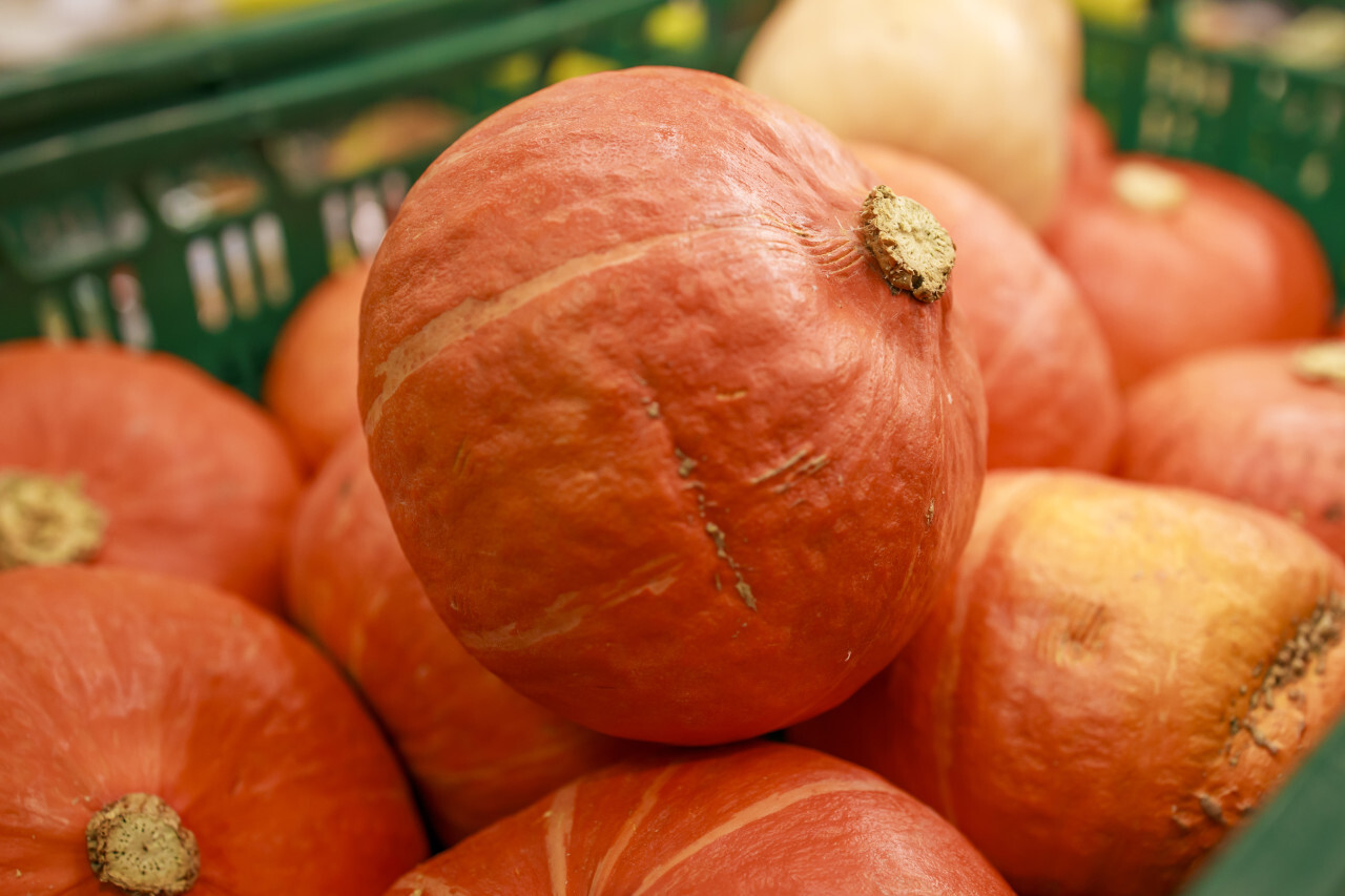 Pumpkins Gourds on Farmers Market
