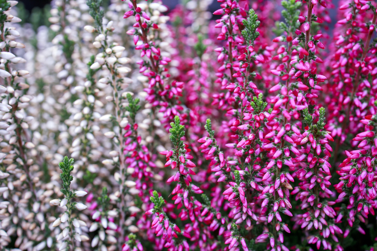 Flowering erica plant