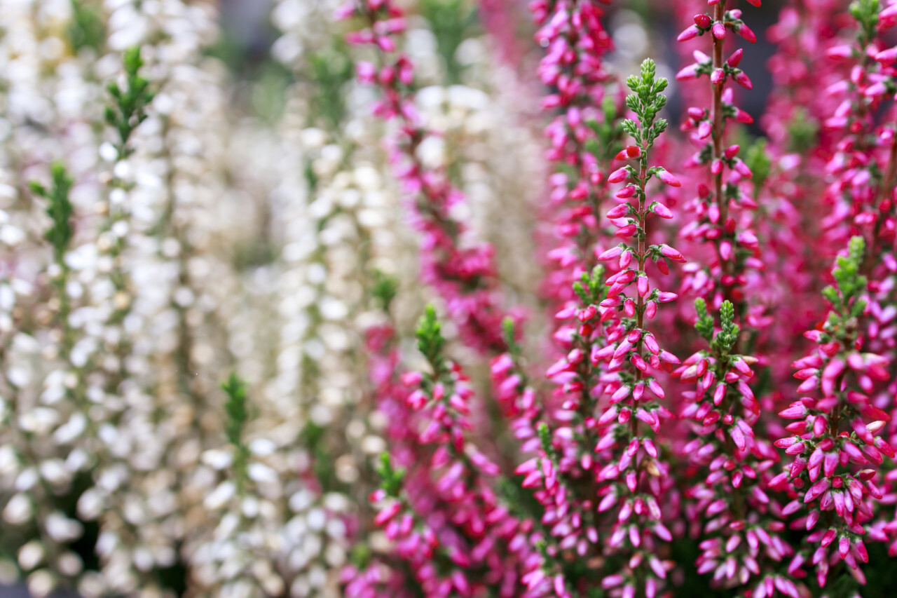 Pink Flowering erica plant