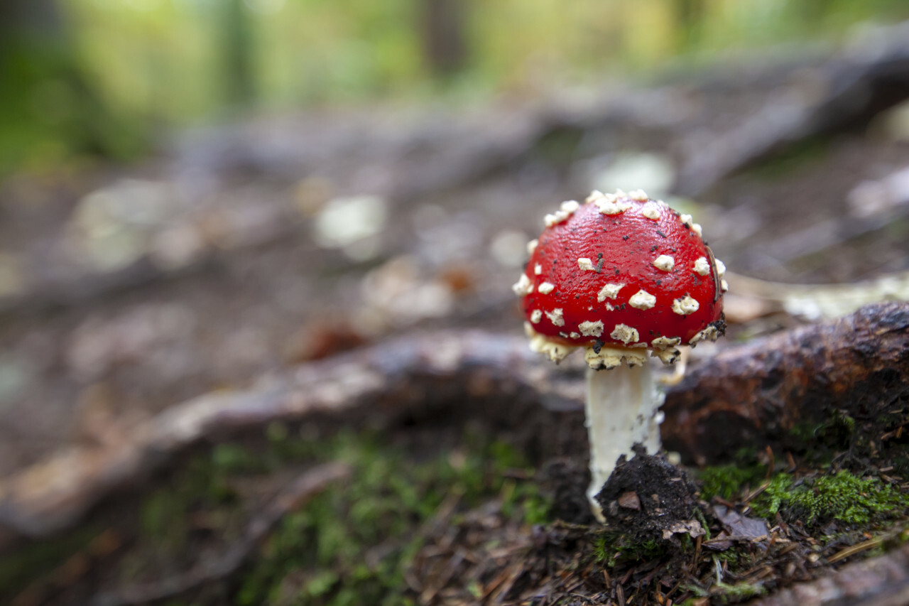 Amanita muscaria mushroom
