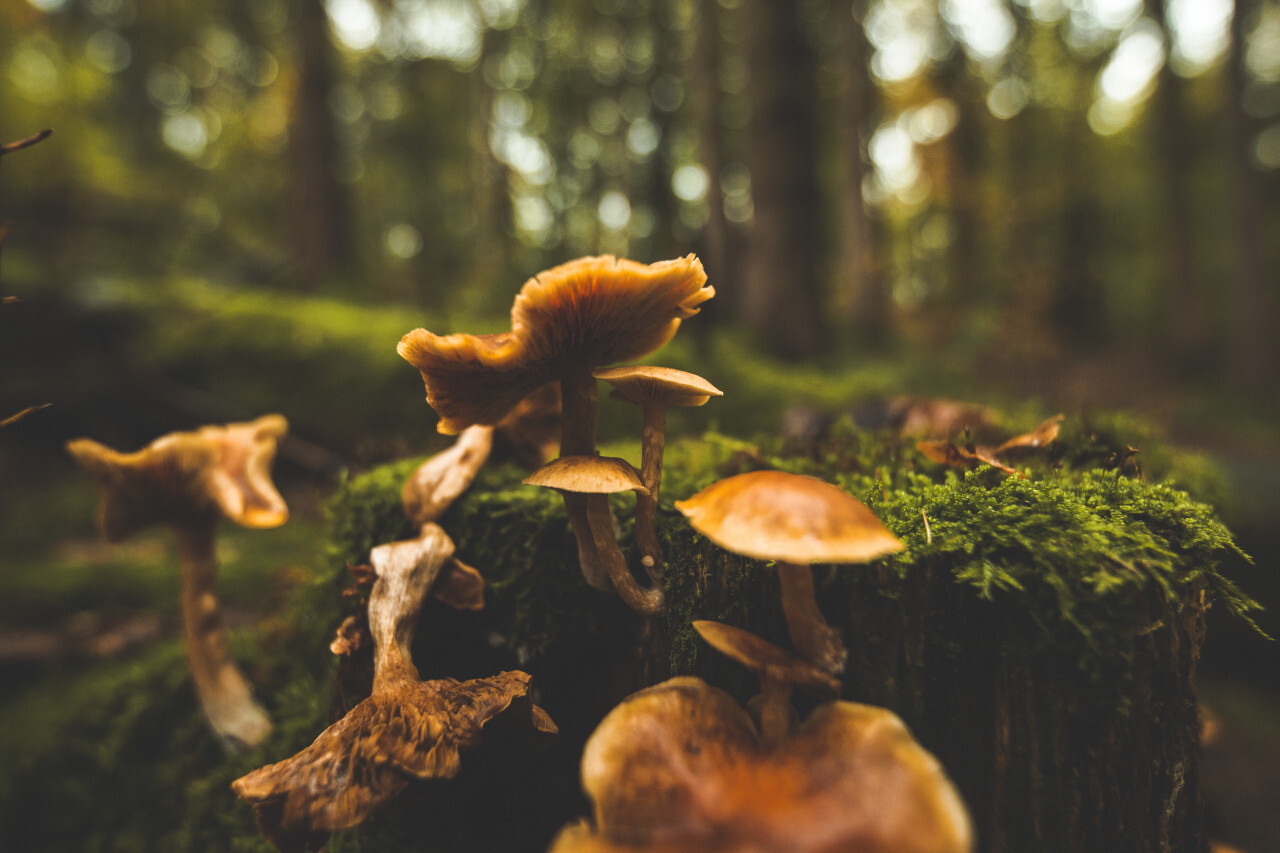 Mushrooms on an old tree stump in a forest