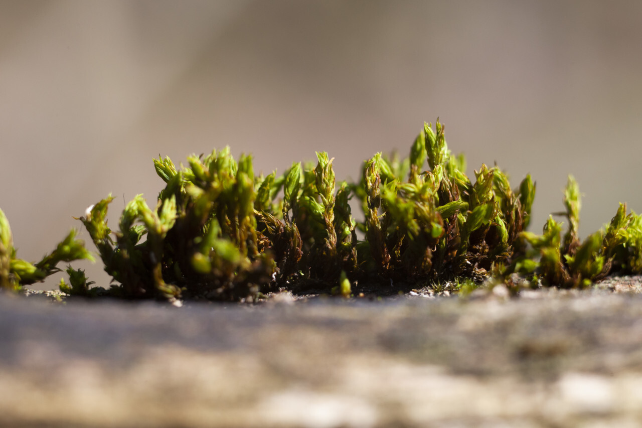 Moss on a tree close-up