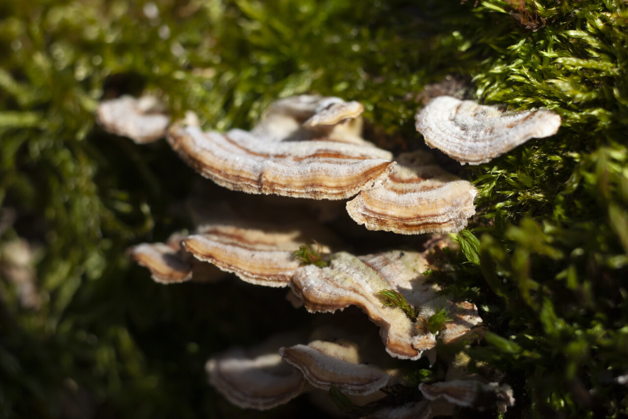 Beefsteak fungus on the forest