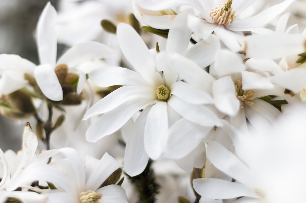 Magnolia Stellata "Royal Star", white blooming flowers.
