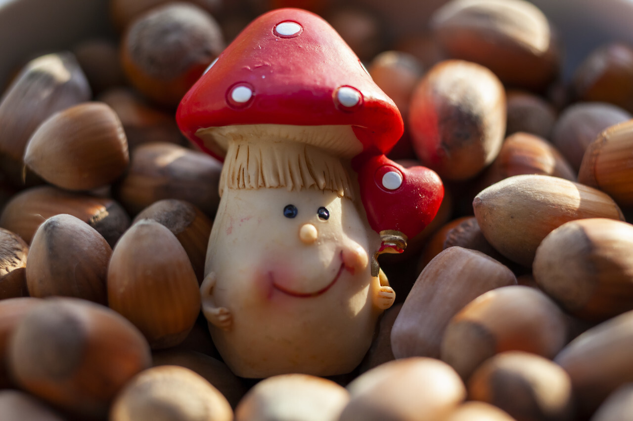 A cute toadstool figure in the middle of hazelnuts