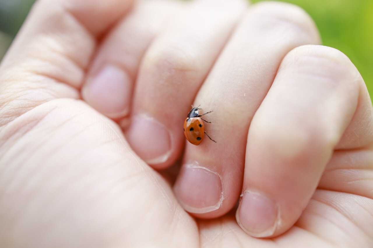 Ladybug on hand close up