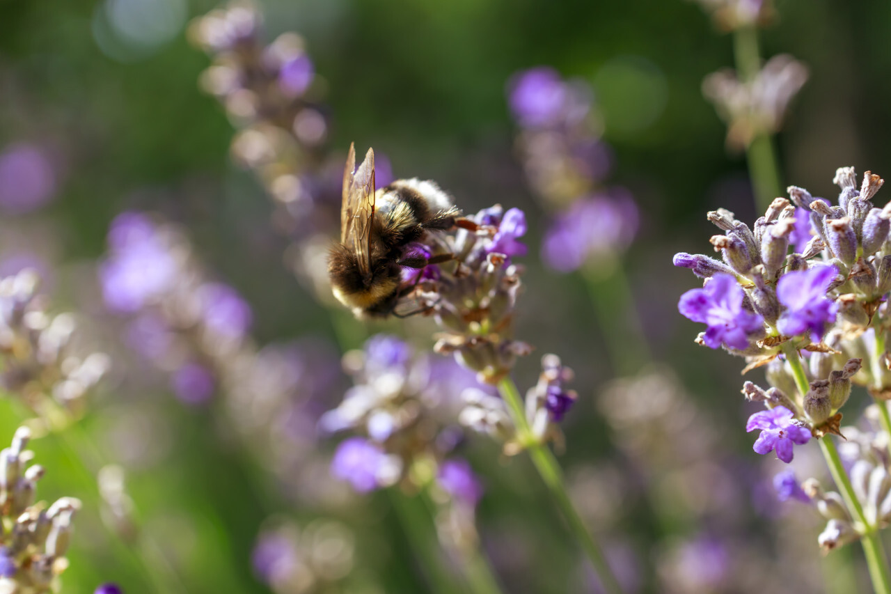 Honeybee pollinating lavender flowers field