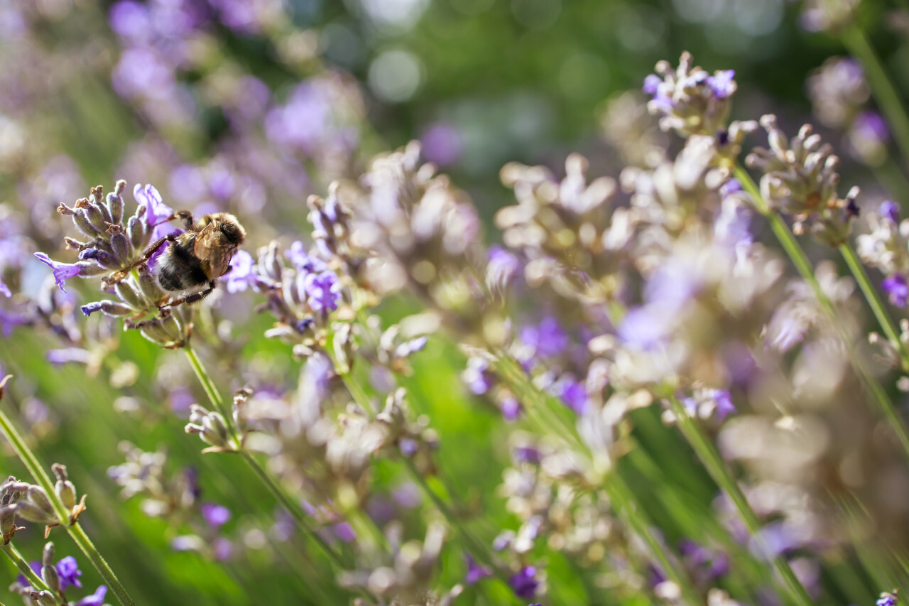 Honeybee pollinating lavender flowers field