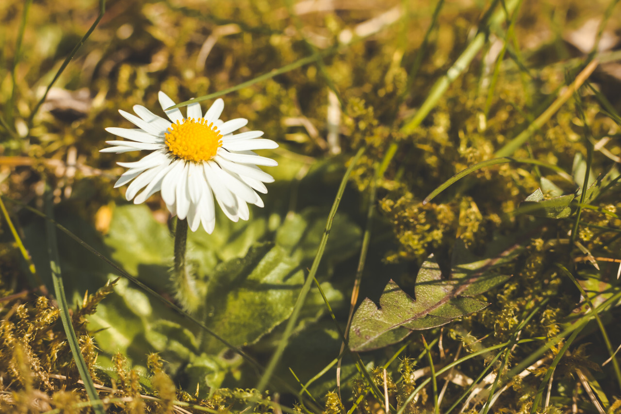 Roman chamomile or camomile, Chamaemelum nobile