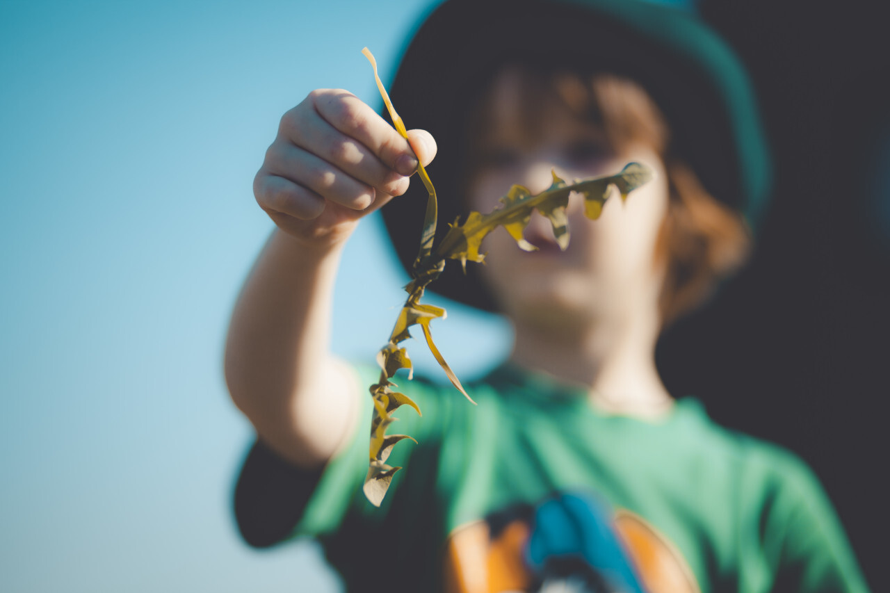 Child holds dandelion leaves in hand. Collected for his rabbits.