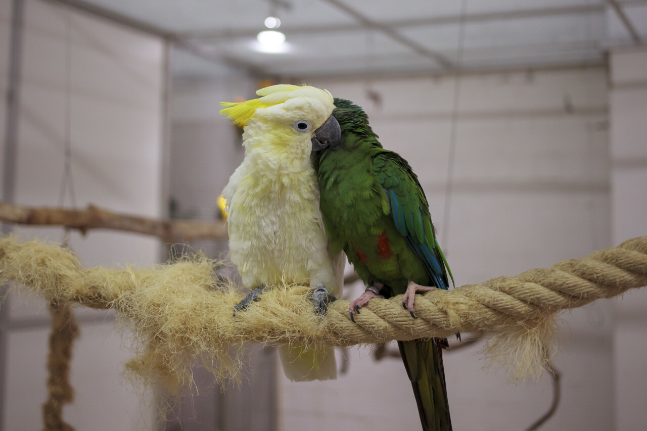 A green and a white parrot sit cuddling on a rope