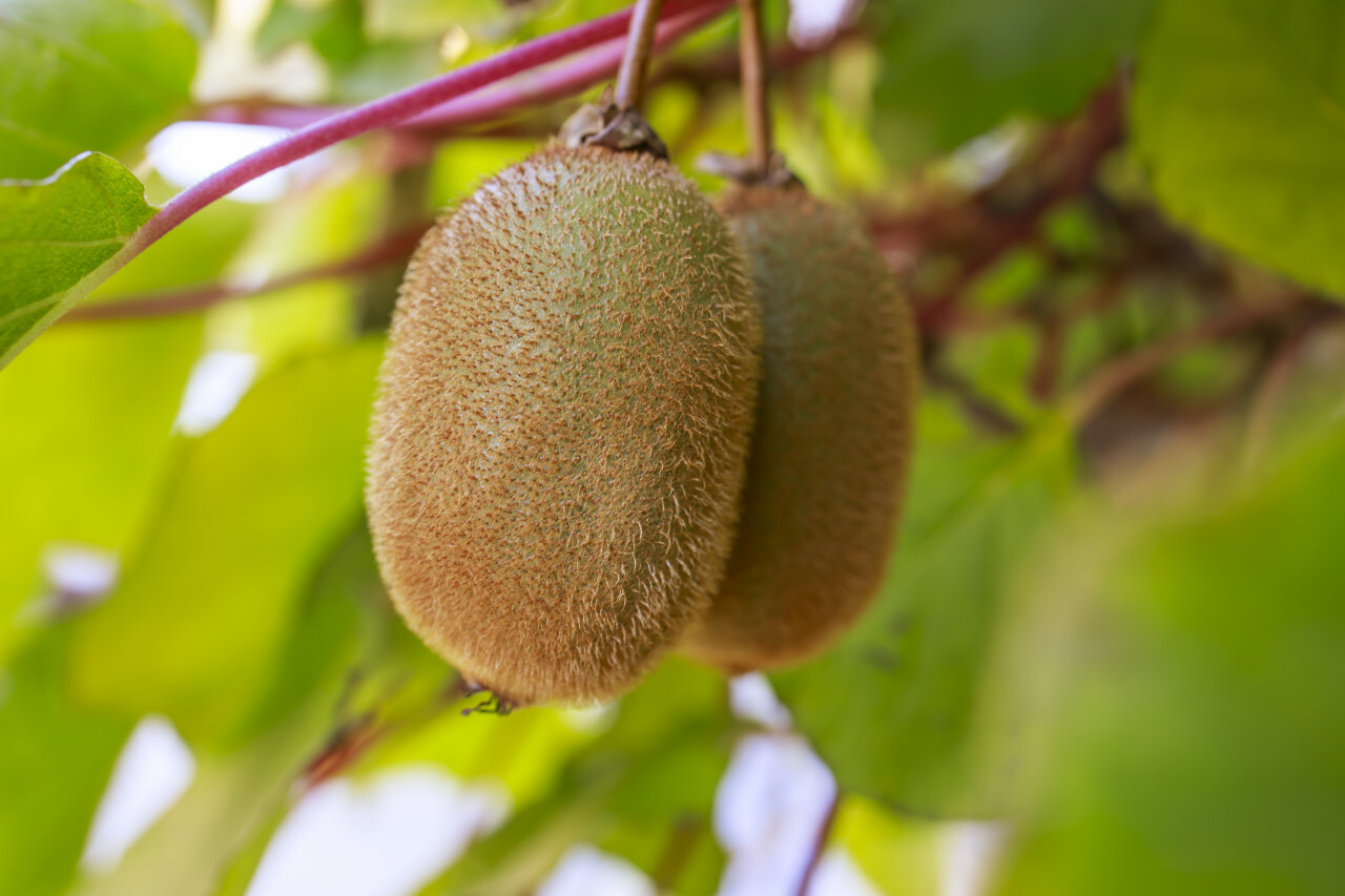 Kiwi fruit on the branch