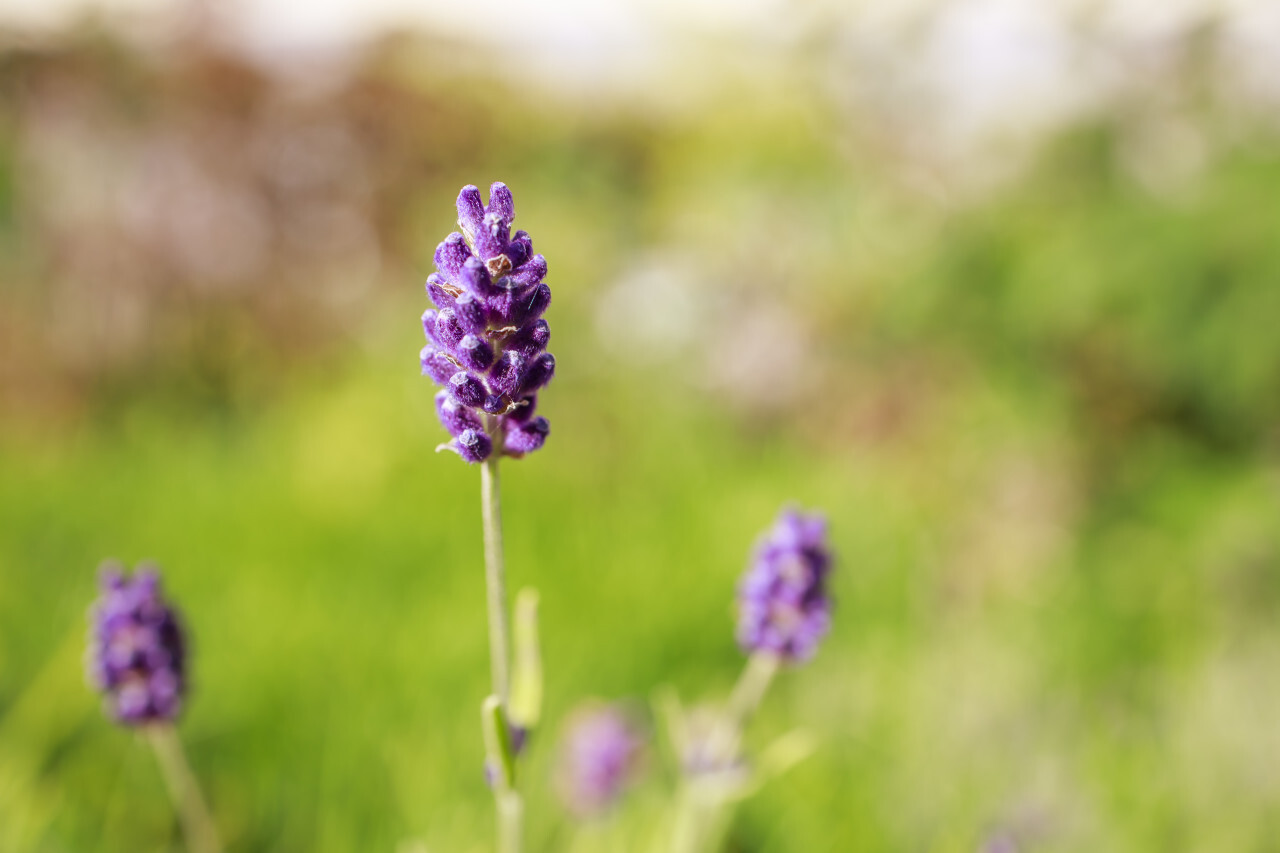 Close up view of blooming lavender flowers