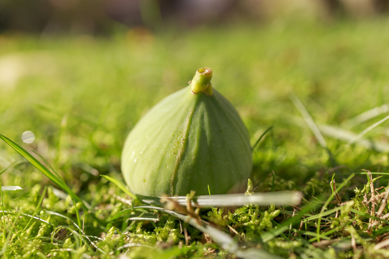 Fig fruit has fallen from the tree and lies in a meadow