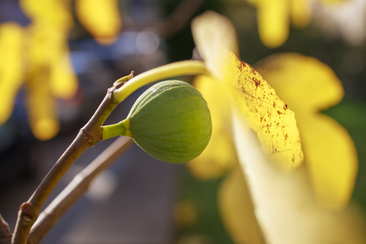 Green figs on the tree