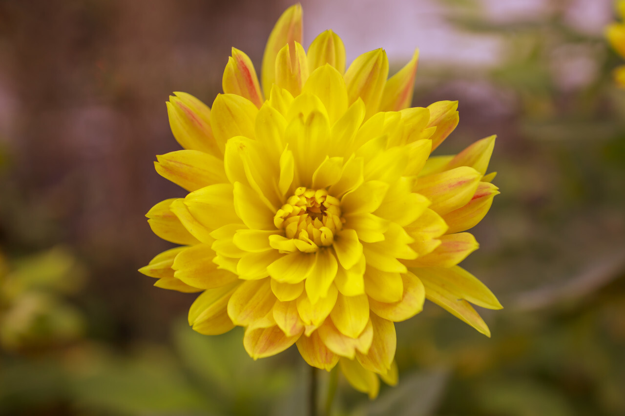 Yellow Dahlia Flower Close-Up