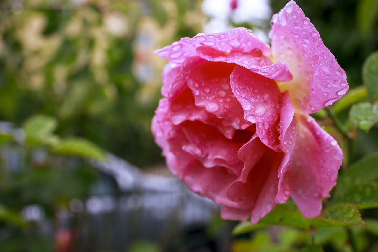 Beautiful pink rose