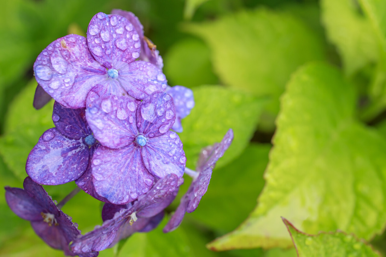 Beautiful hydrangea or hortensia - purple flower