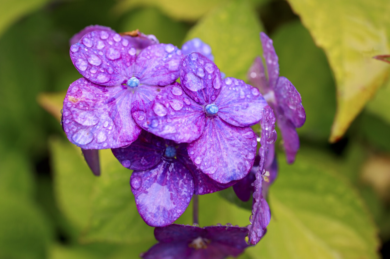 hydrangea or hortensia purple blossoms