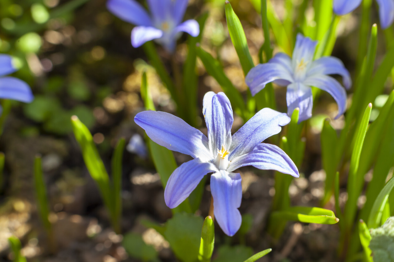 Glory of the Snow, Chionodoxa outdoors