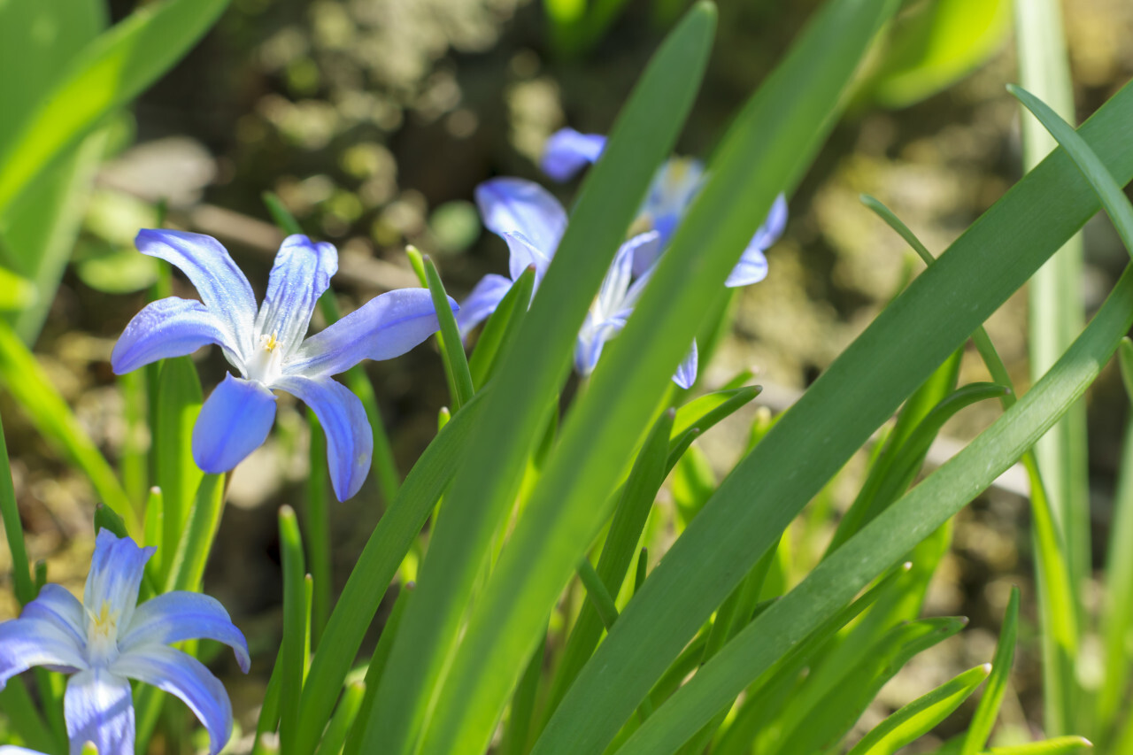 Glory of the Snow Blue Flower Chionodoxa