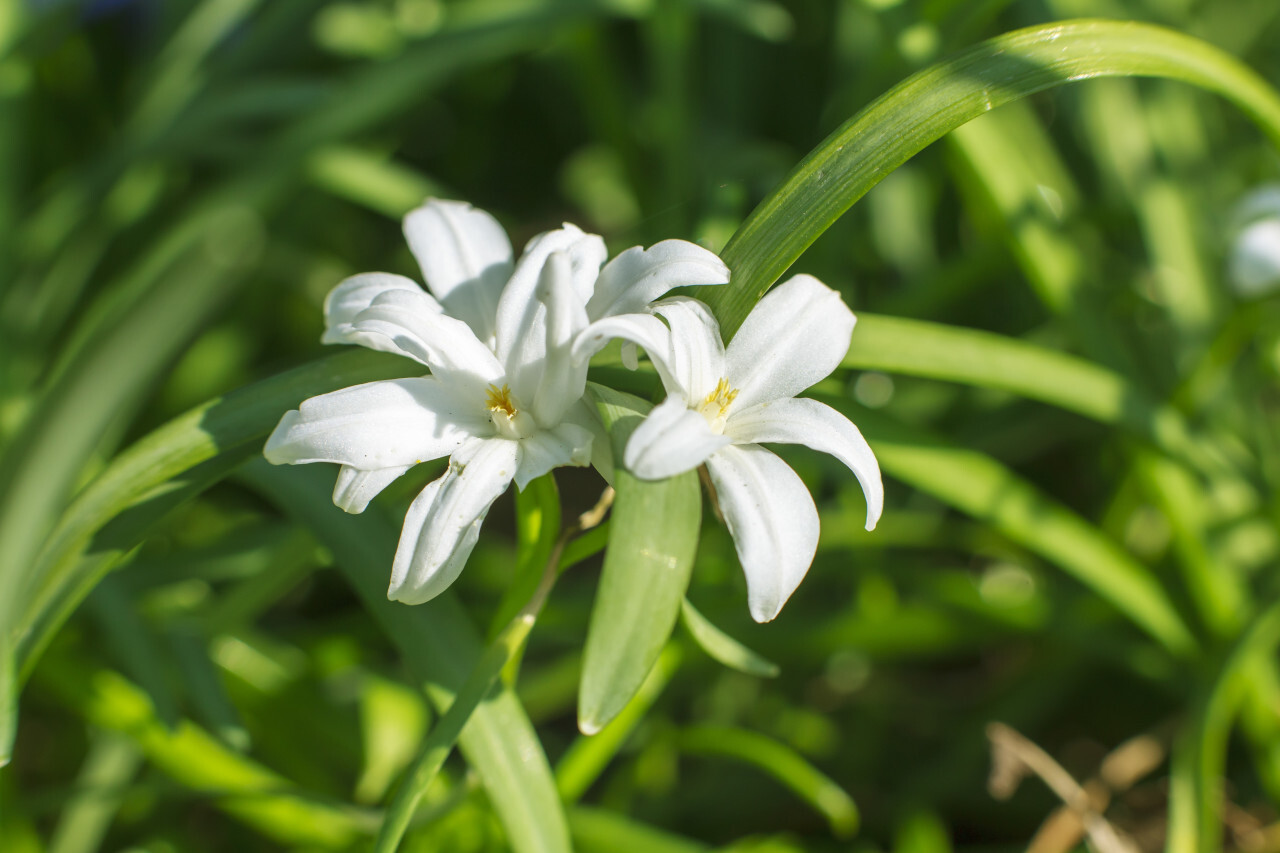 Glory of the Snow, Chionodoxa - White Flower in Spring