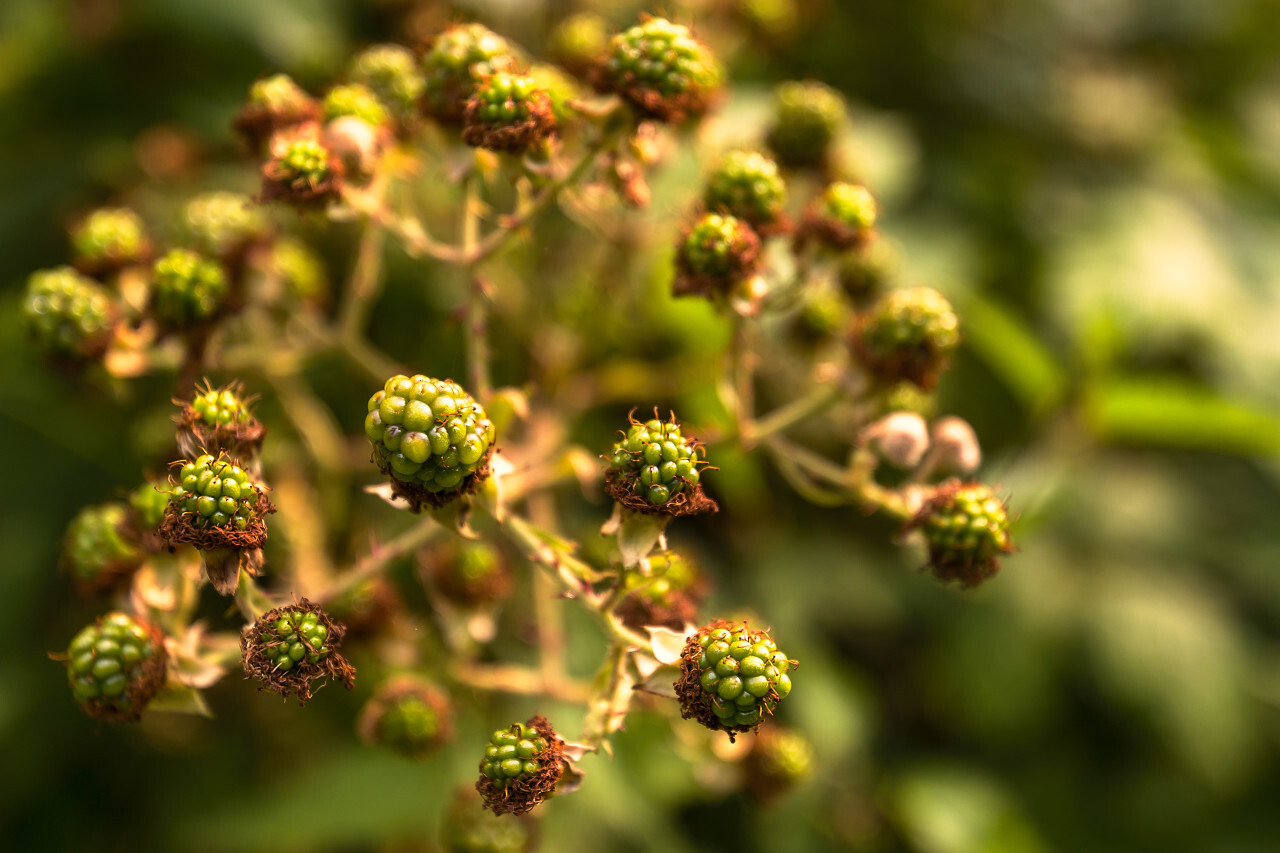 unripe blackberries on blackberry bush