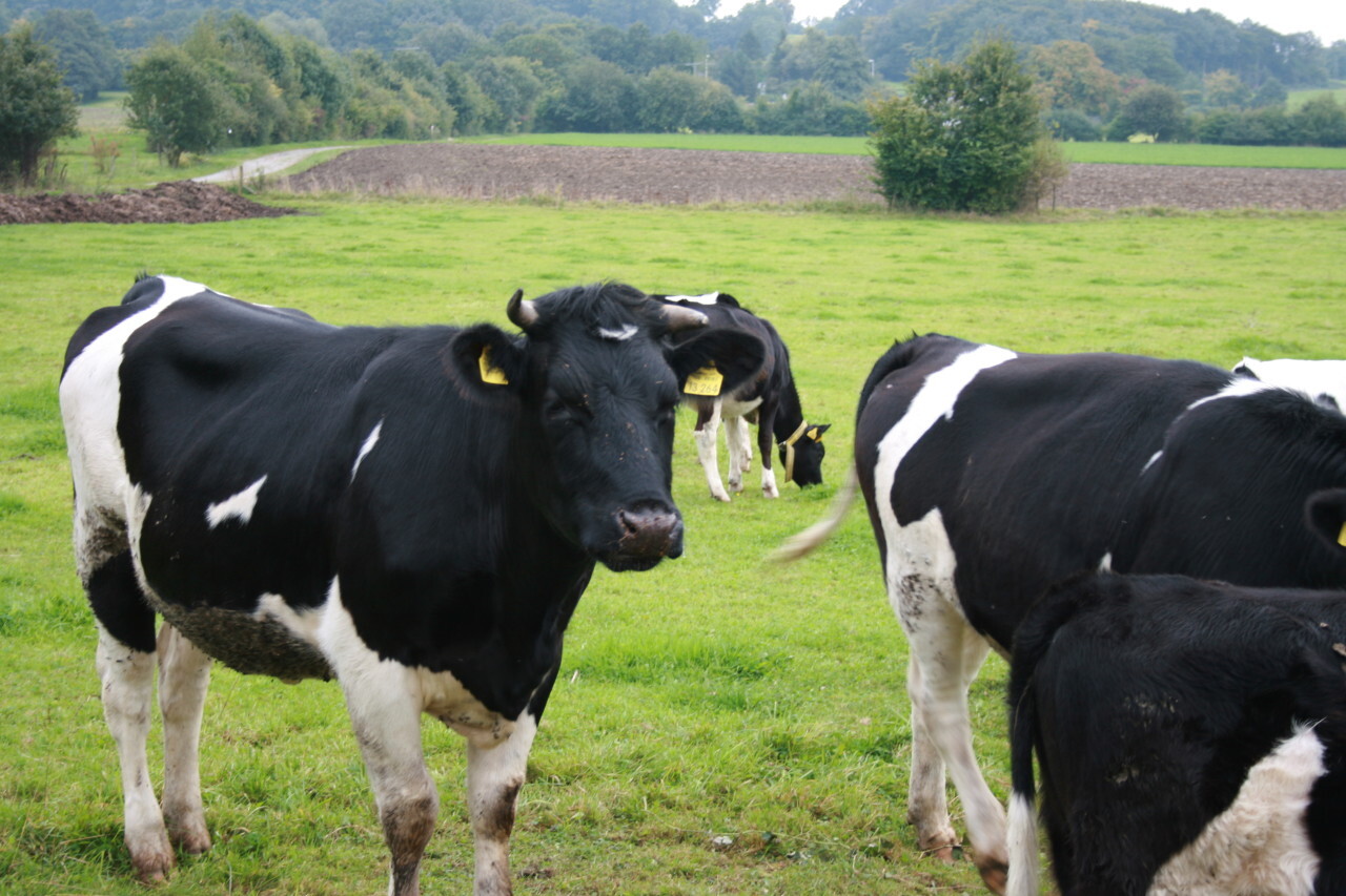 Grazing cows