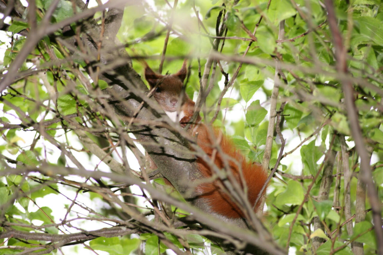 Red Eurasian squirrel