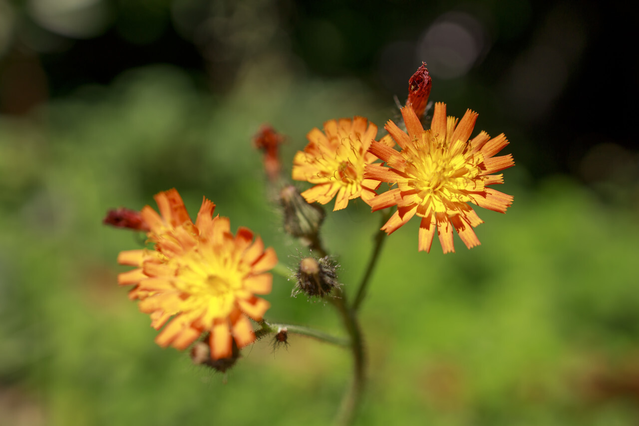 orange hawkweed flower