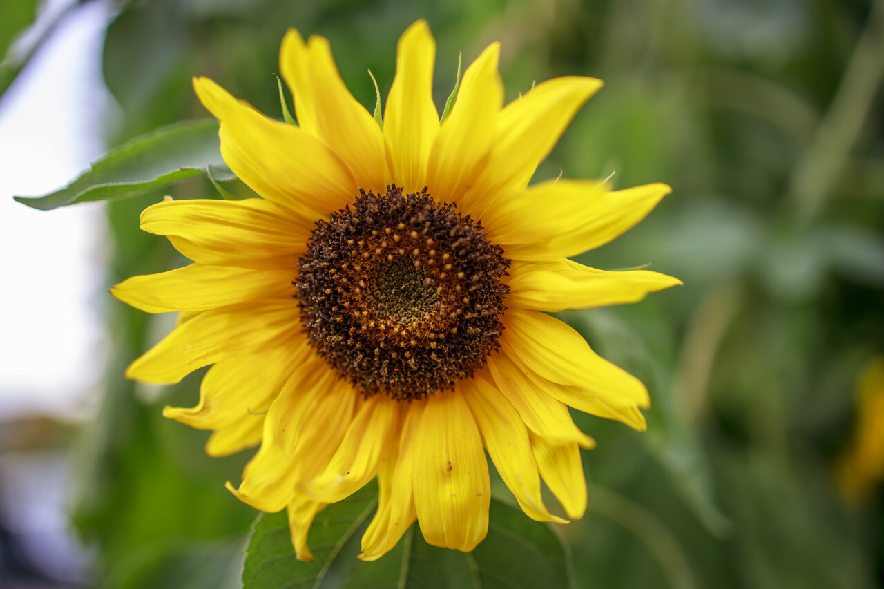 Yellow Sunflower