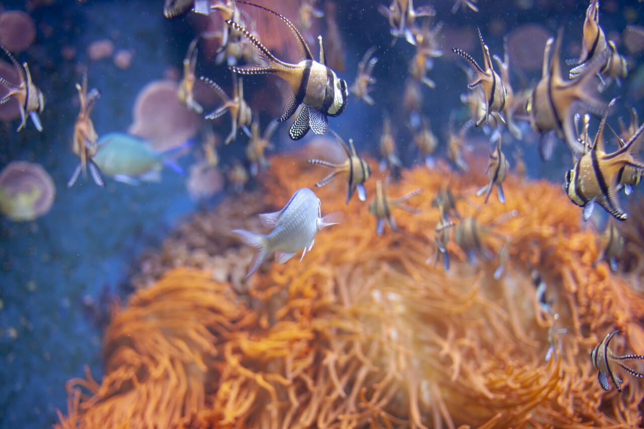 Banggai cardinalfish (Pterapogon kauderni)