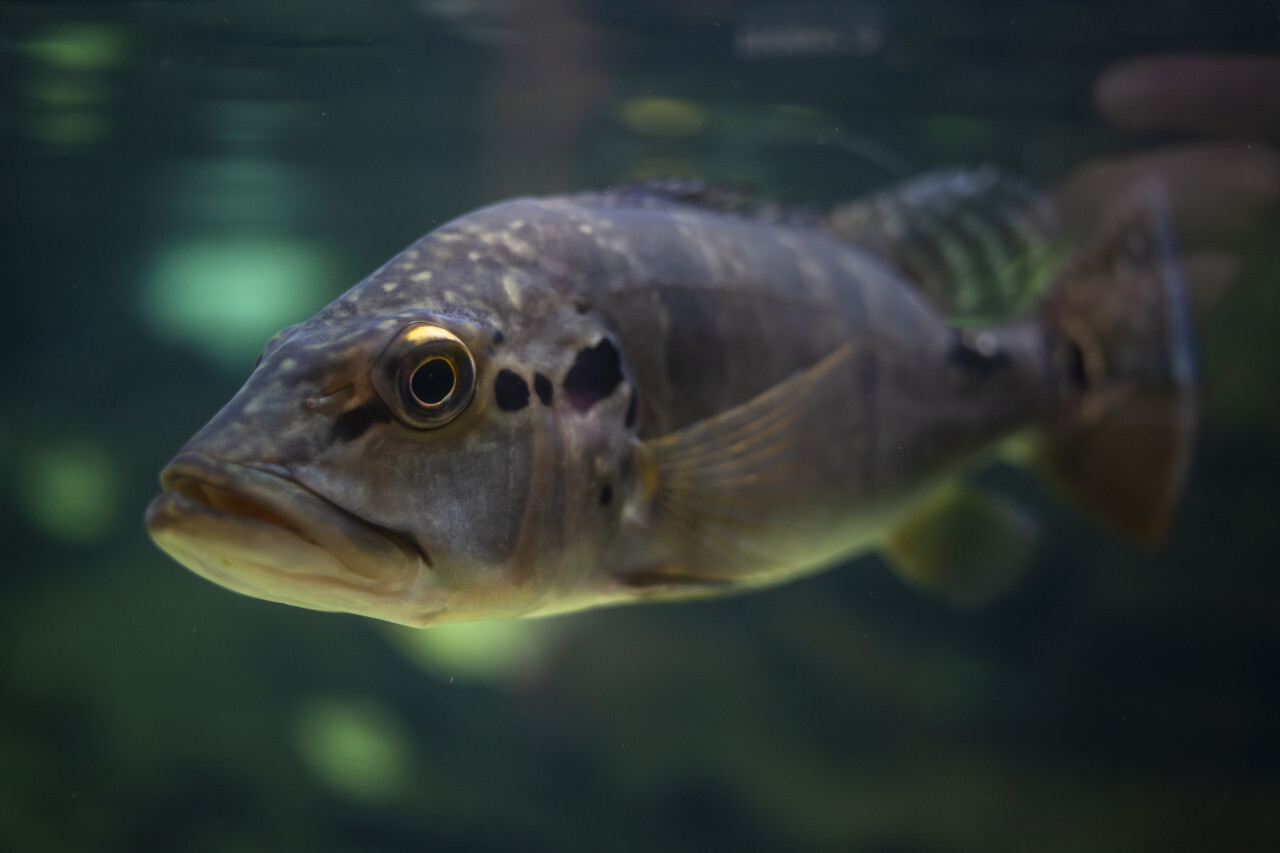 Northern pike fish